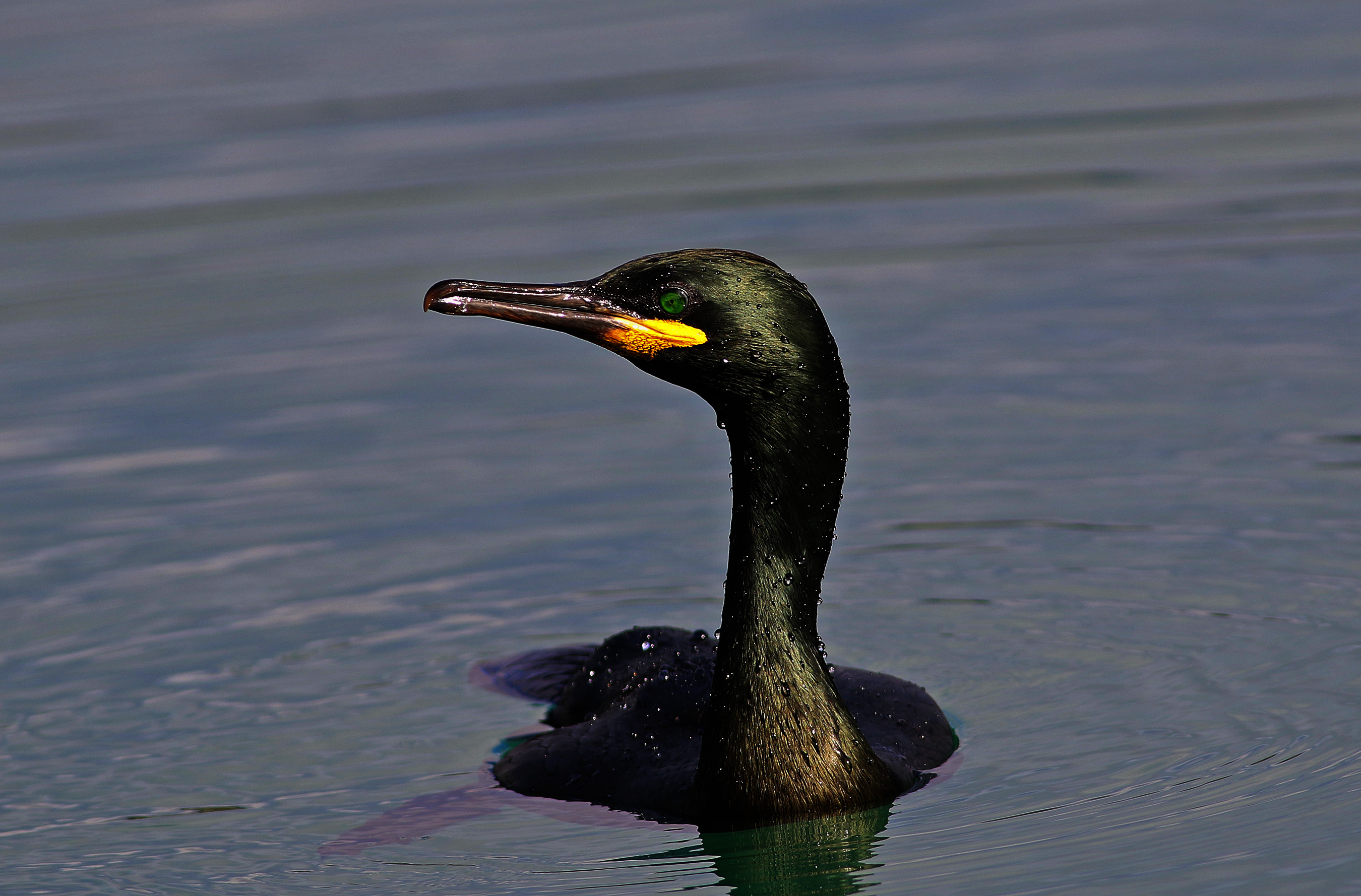 European Shag — Ana fotoğraf